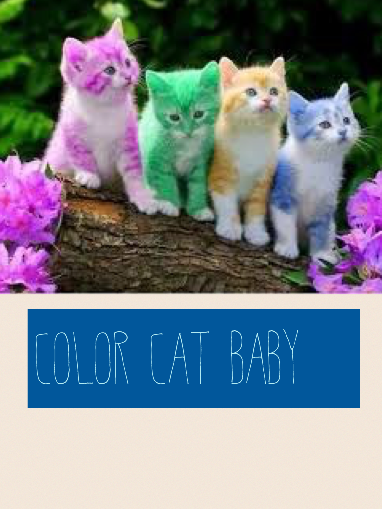 Color cat baby 