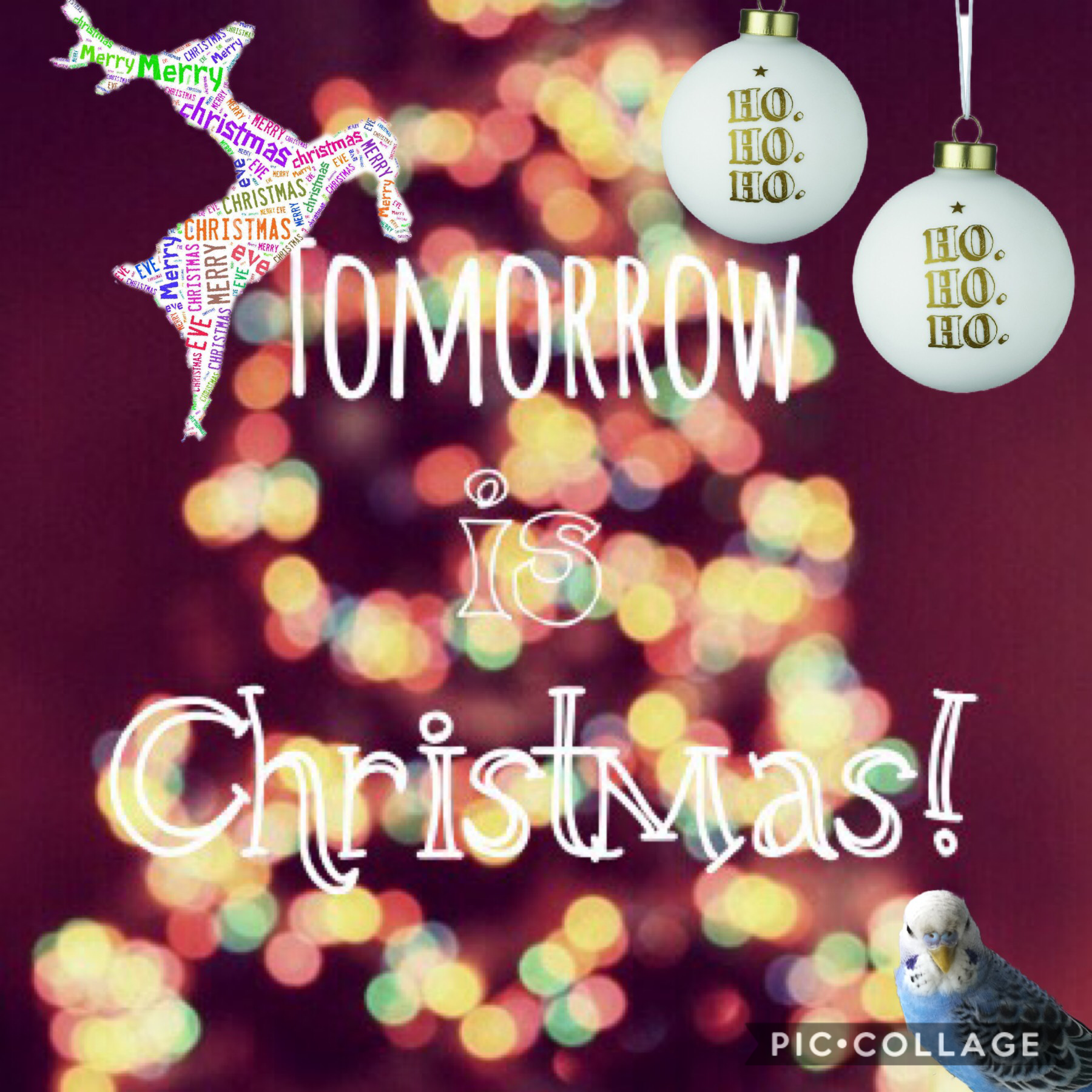 Tomorrow is CHRISTMAS!? Happy Christmas Totoro ( my bird ) and everyone!