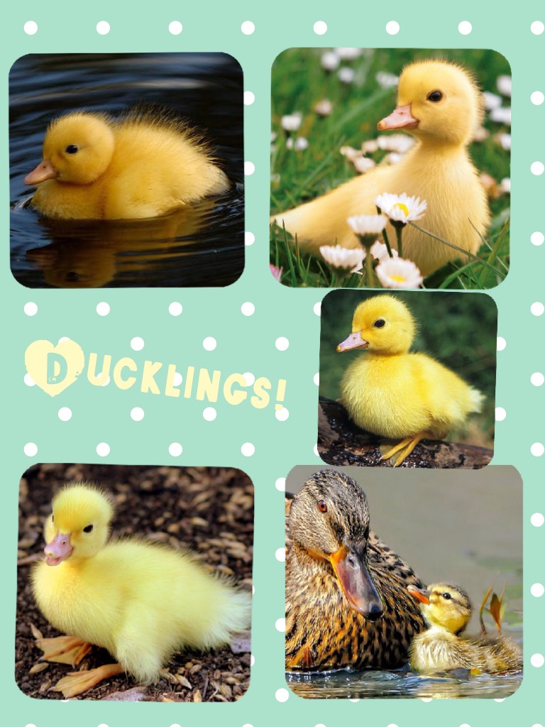 Ducklings!