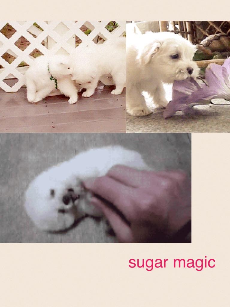 Little white puppies