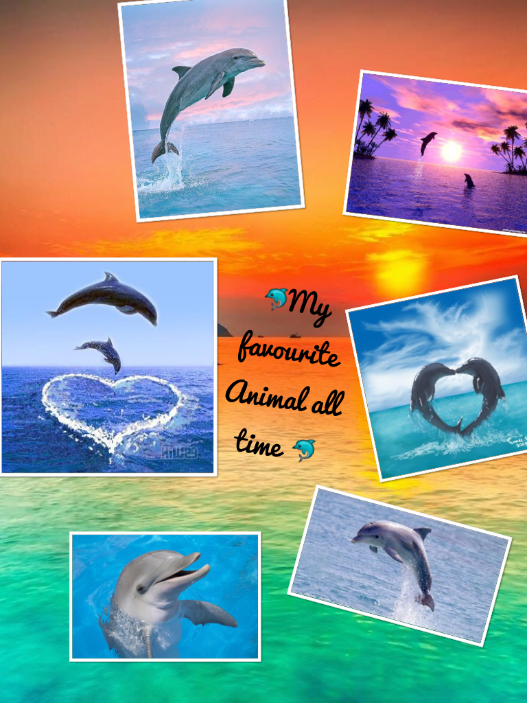 🐬My favourite Animal all time 🐬