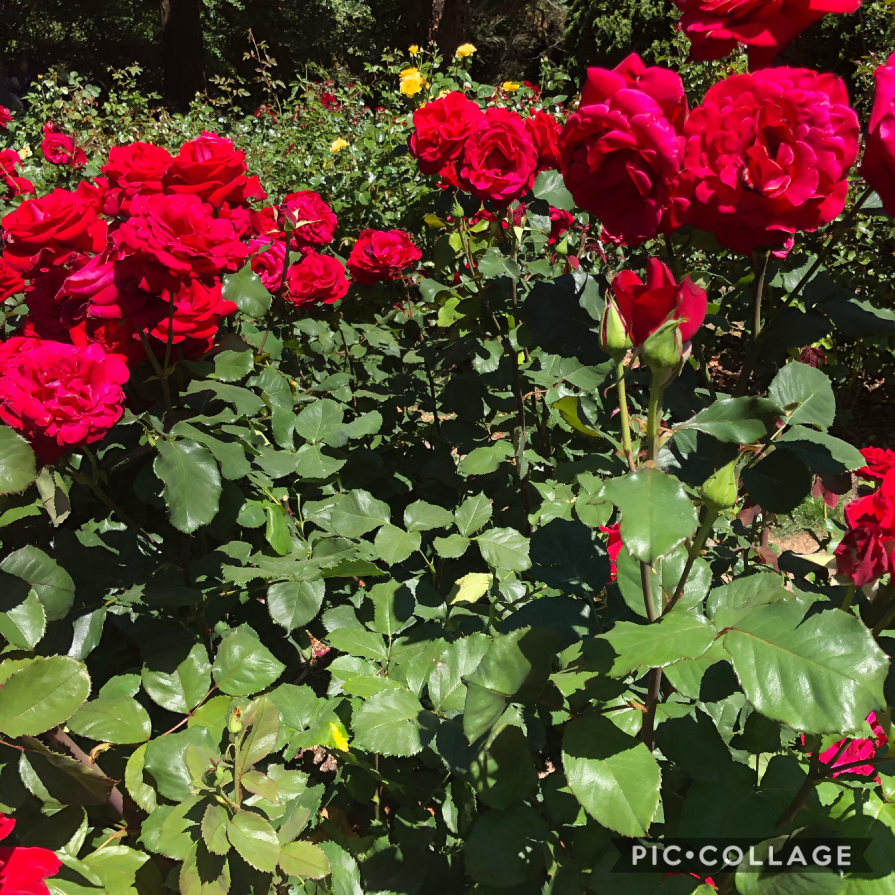 🌈🌈hey ppl I’m back lol, I havnt been on here for months and I feel vv sad to not go on this app bc I feel emotionally attached to it bc I’ve had it for so long. I went on a road trip and here’s a pic of roses I took, anyways I’m more active on insta so if