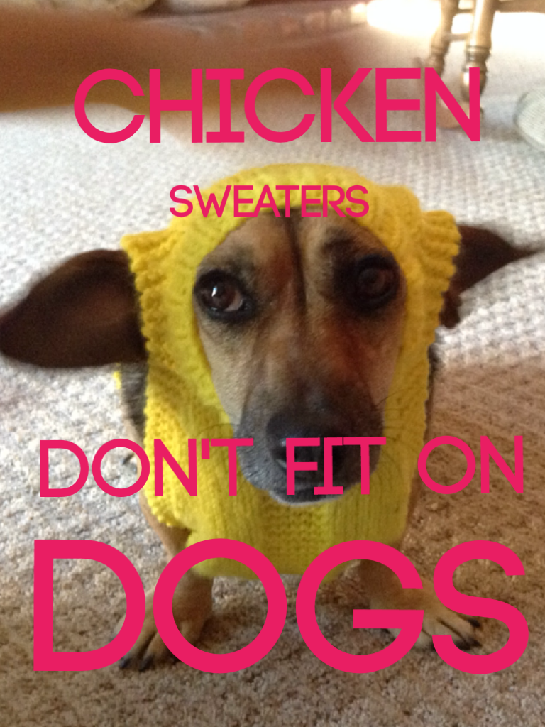 My dog doesn't like chickens and don't like chicken sweaters either