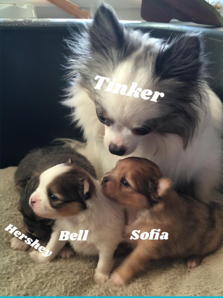 Tinker and her puppies 