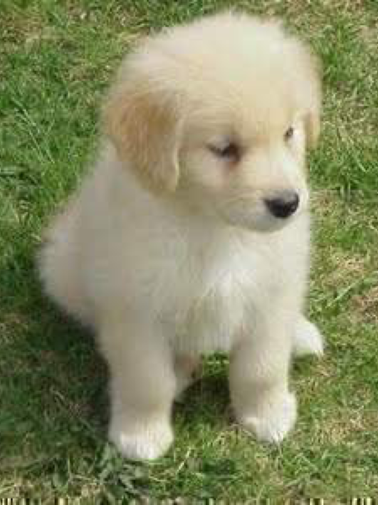 This is my favorite breed of a dog 
It is a GOLDEN RETRIEVER PUPPY