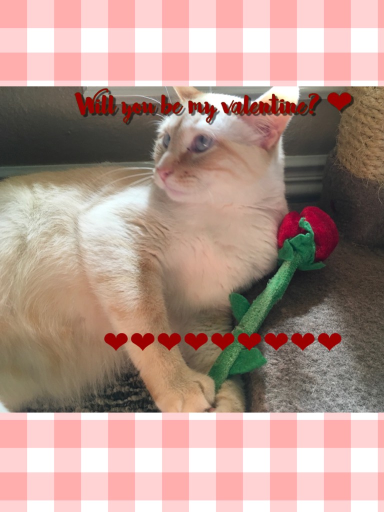 Will you be my valentine???