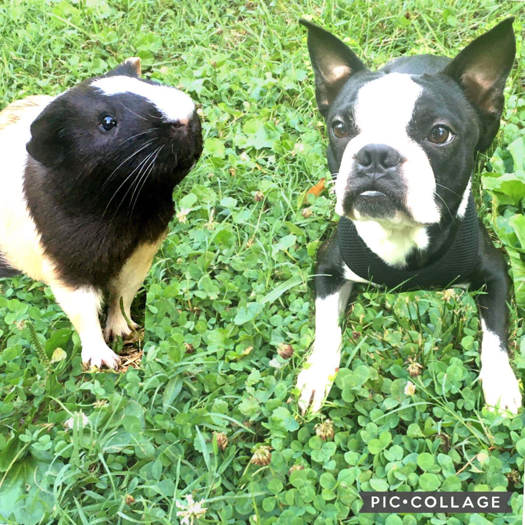 The Cutest Guinea Pig ❤️ And the Cutest Puppy. @puppyduppy2019 ok insta❤️