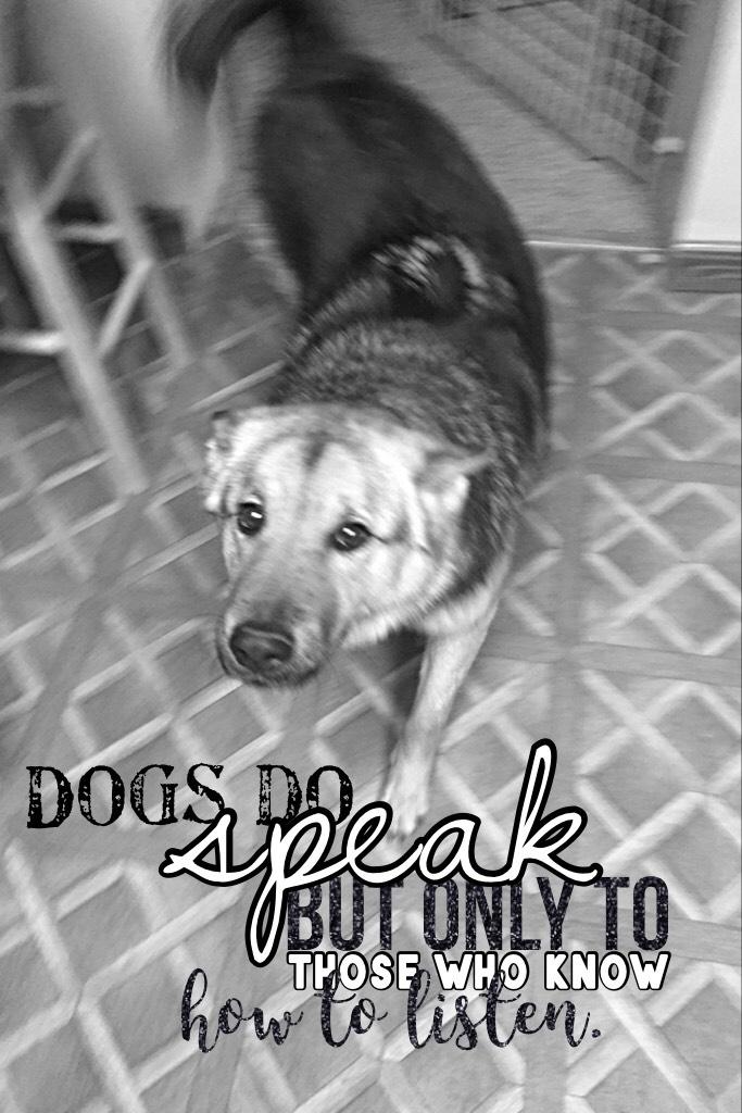 Dogs Speak