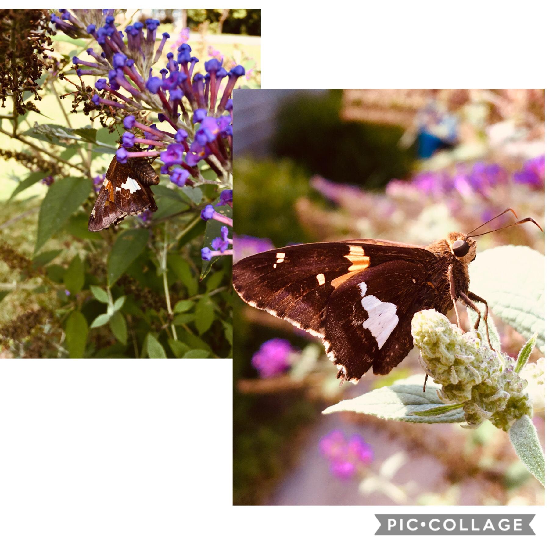 Tap


I took these pictures of a butterfly on my moms iPhone.     I would say they look pretty good 🦋