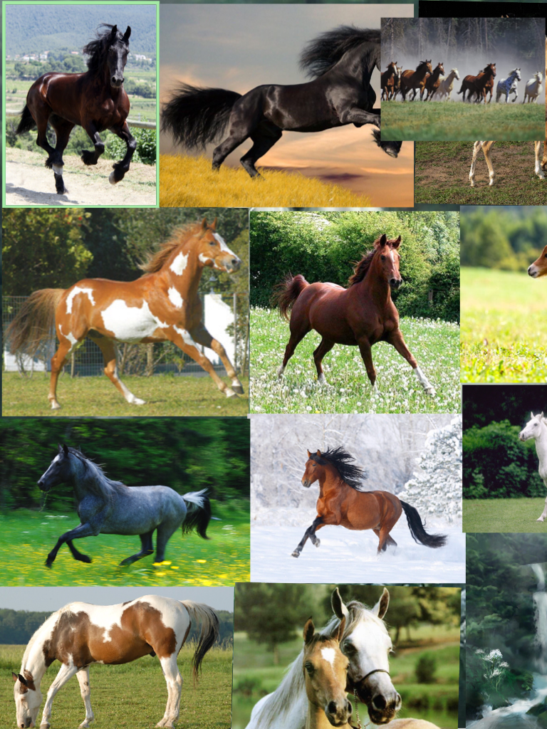 Horse nope. Horse like. Horse want. Horse get!😝