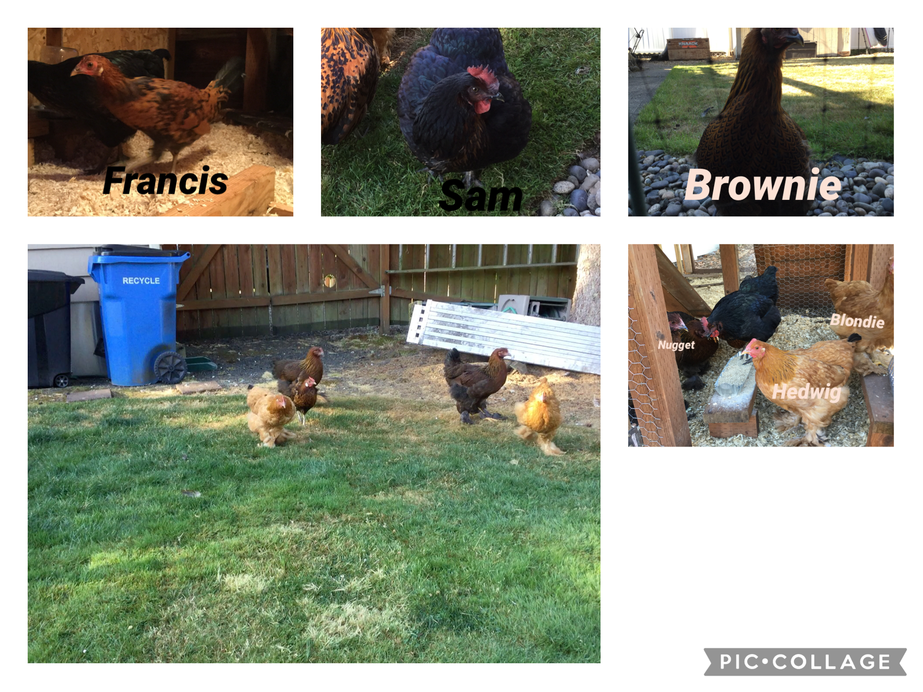 My older chickens 🐓💖