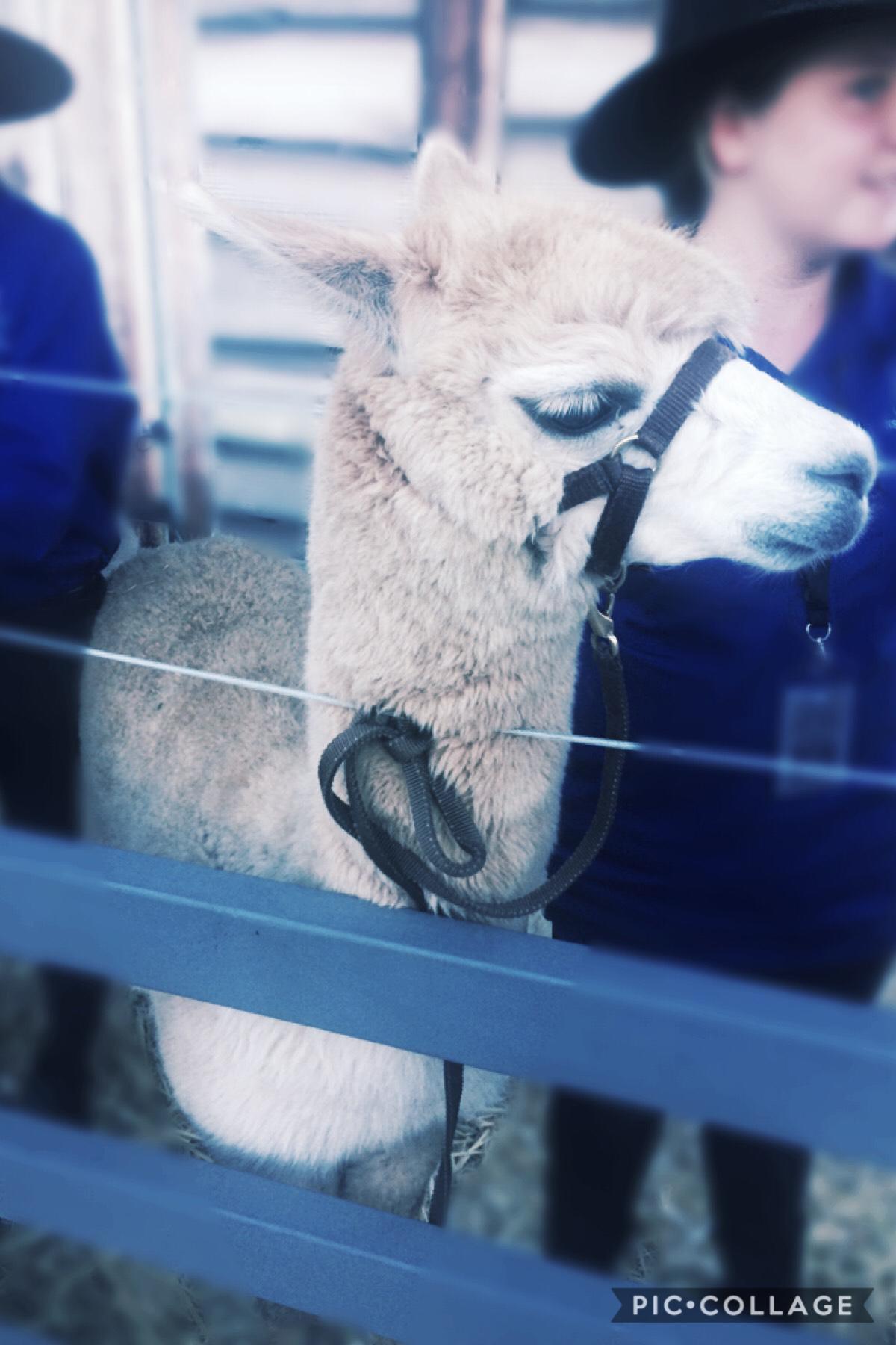 #17 Whoa y’all I met an alpaca! It was amazing! And luckily it didn’t spit at me 😂 if you don’t like alpacas, I don’t know what is wrong with you... 
jkkkk