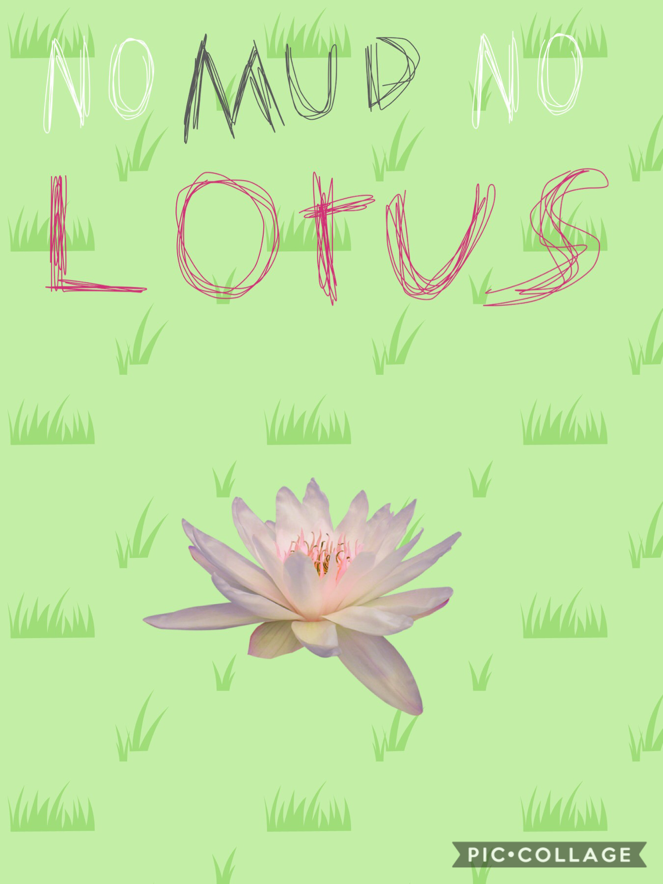 No mud no lotus!