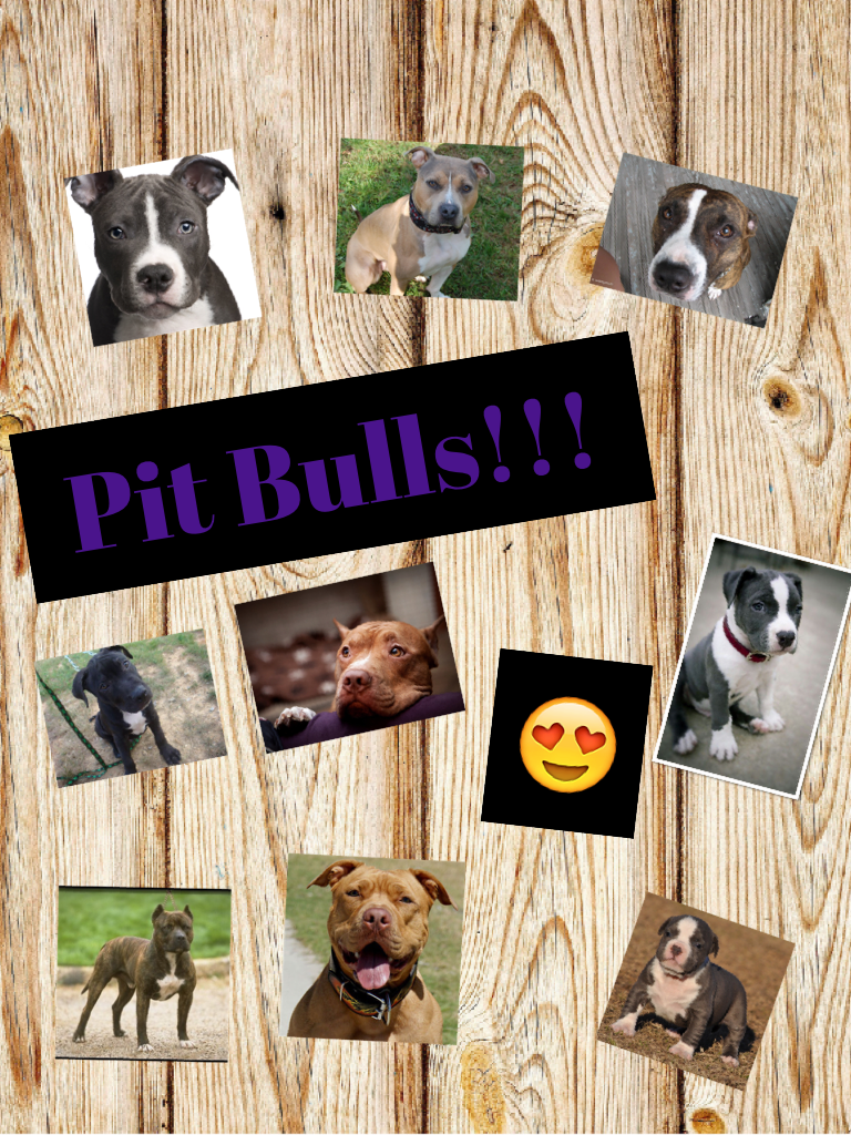 Pit Bulls!