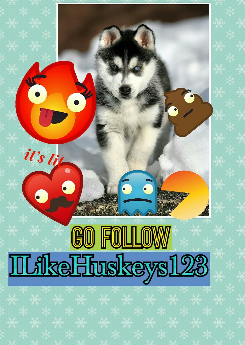 Go follow ILikeHuskeys123