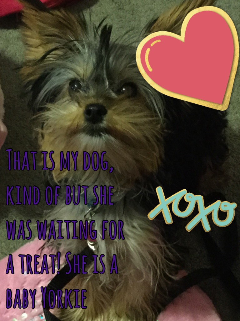 That is my dog, kind of but she was waiting for a treat! She is a baby Yorkie.
