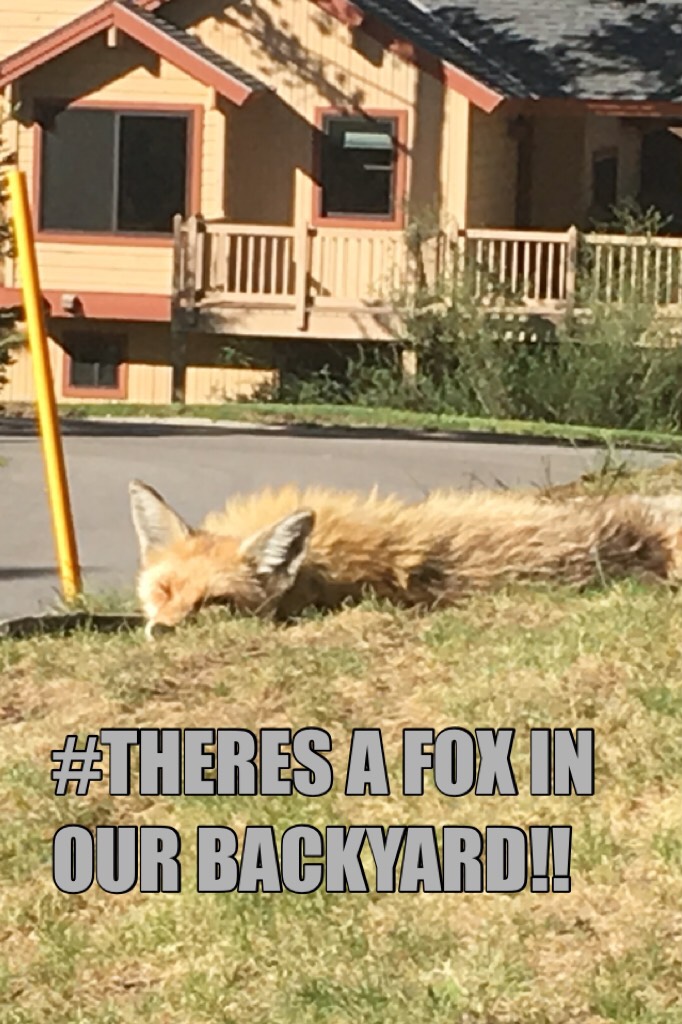 #THERES A FOX IN OUR BACKYARD!!