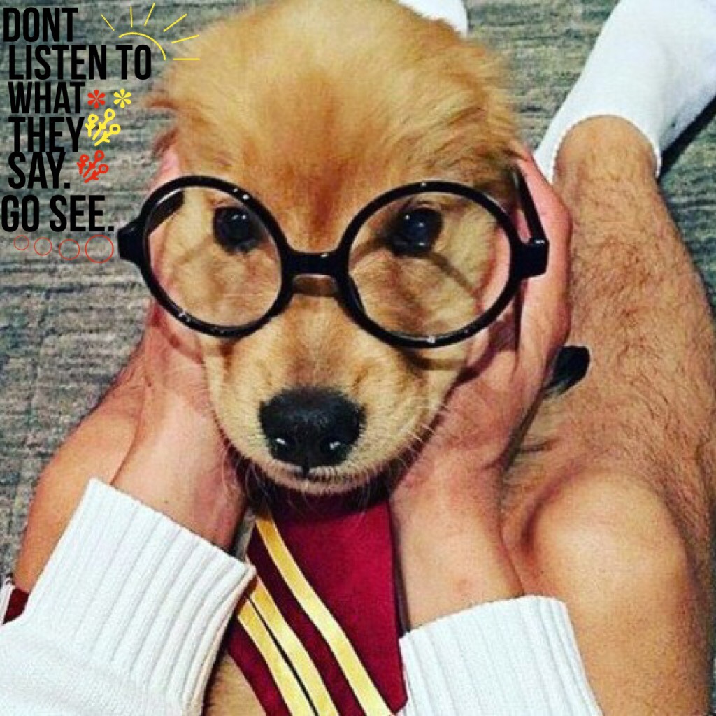 This one is so cute it's a Harry Potter dog!!!