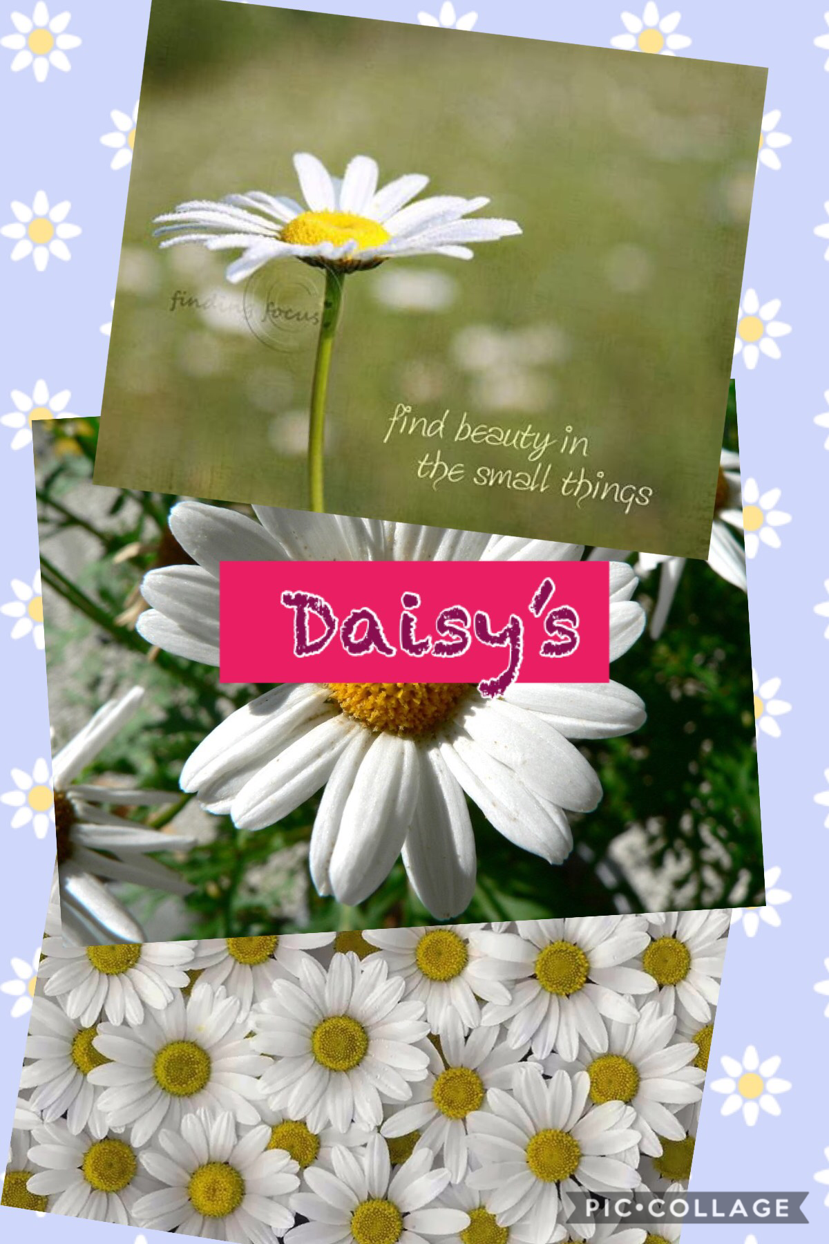 Tap

Daisy’s
Are 
Brilliant 
Flowers 