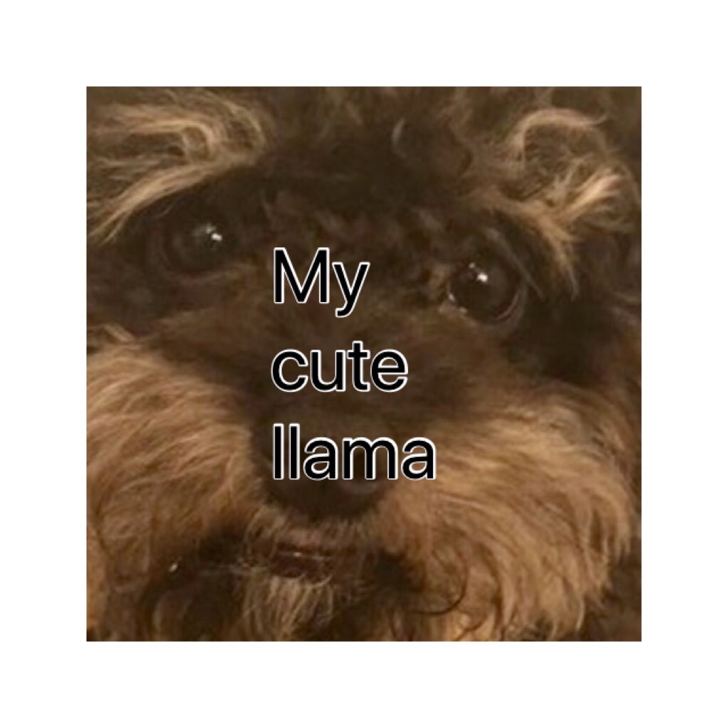 My cute llama