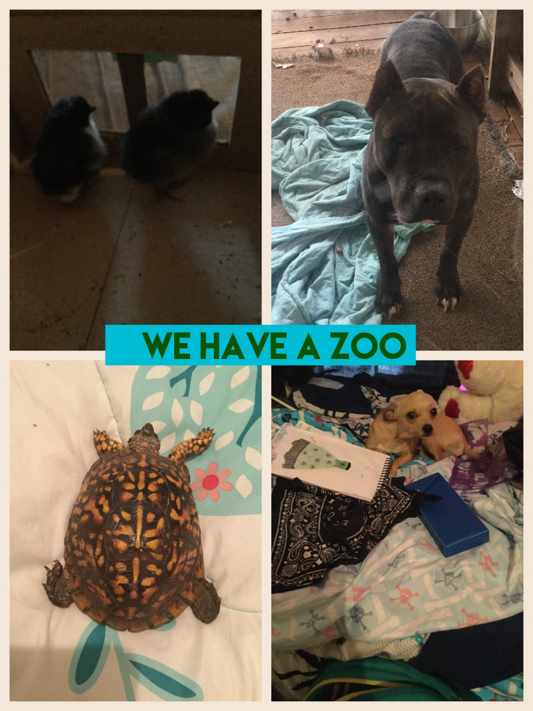 We have a zoo