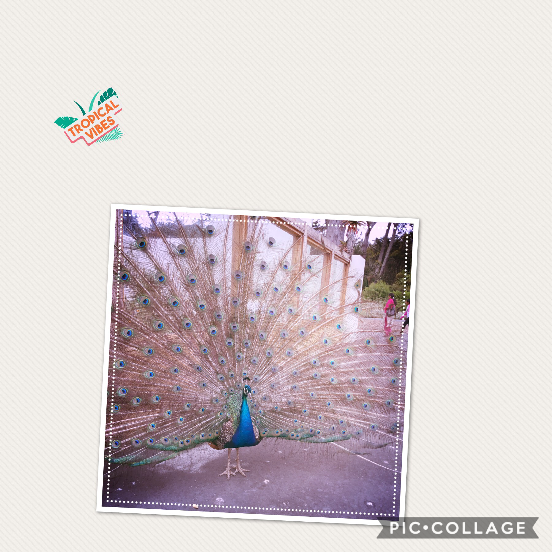 Beautiful peacock at the zoo love it it’s absolutely gorgeous 