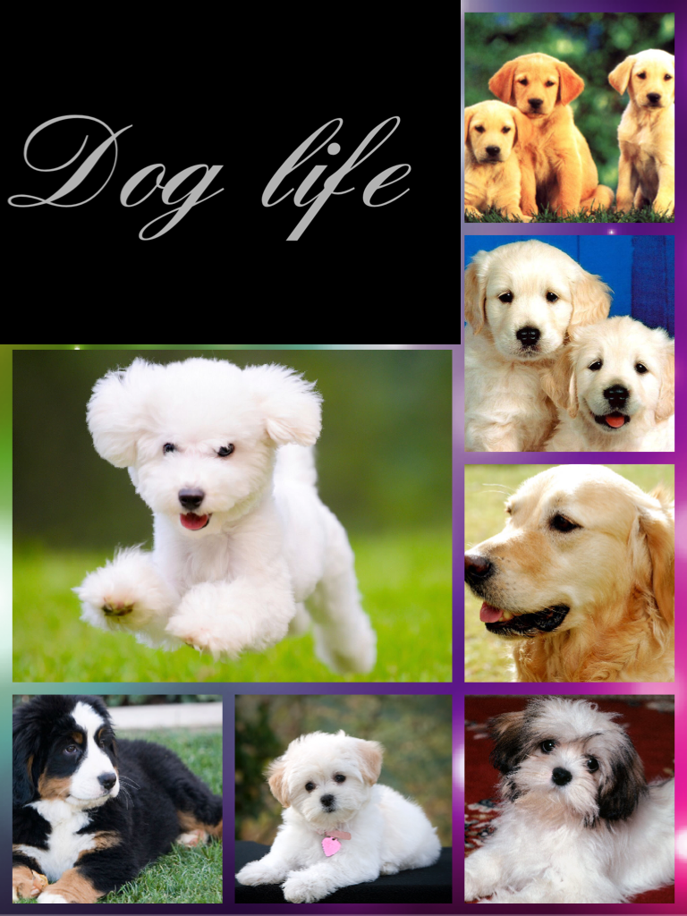 Dog life