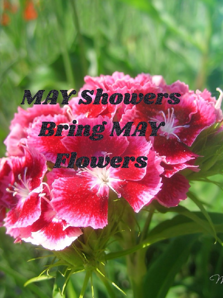 MAY Showers Bring MAY Flowers