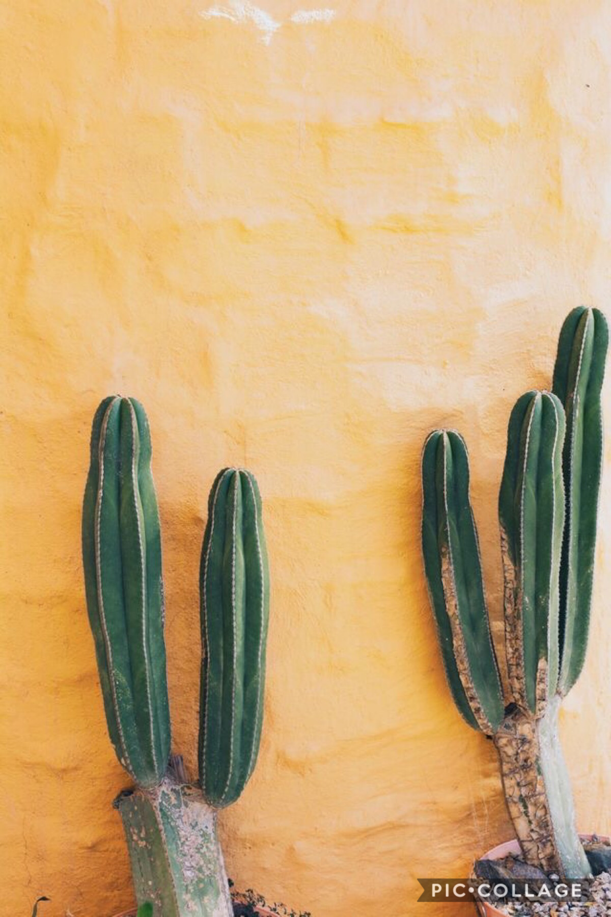 welcome back. 
this is my cactus theme. find more cactus pictures in the remixes. xx