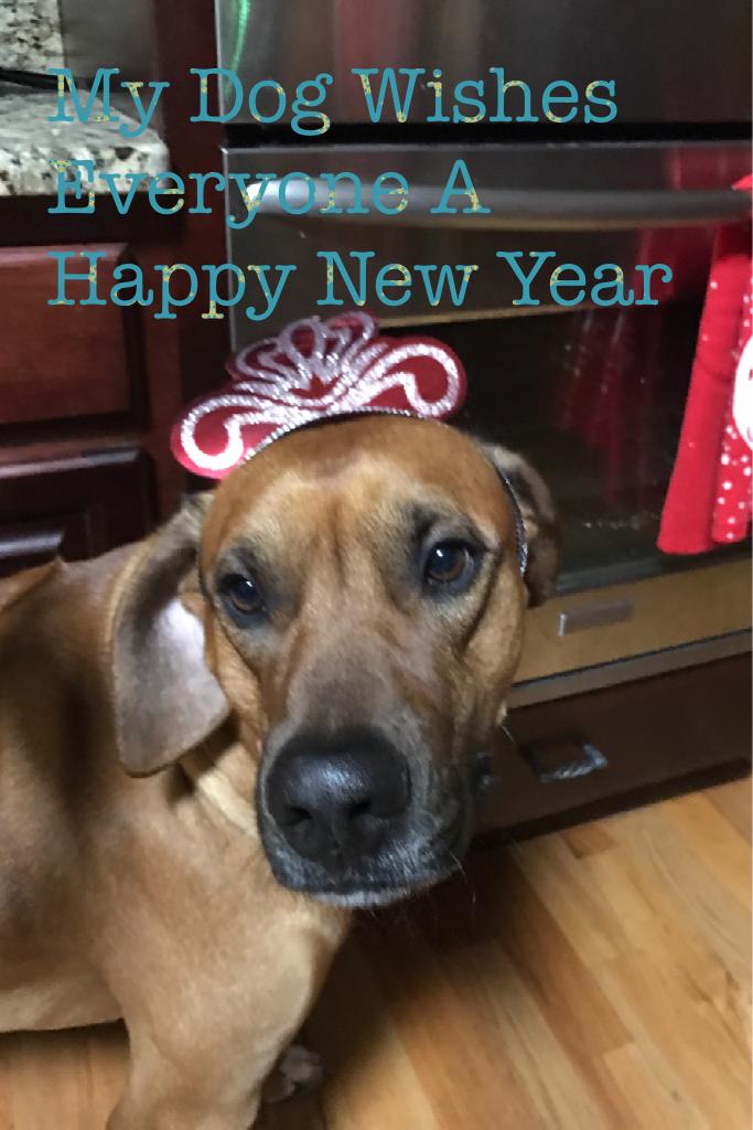 My Dog Wishes Everyone A Happy New Year 😝2017!! 