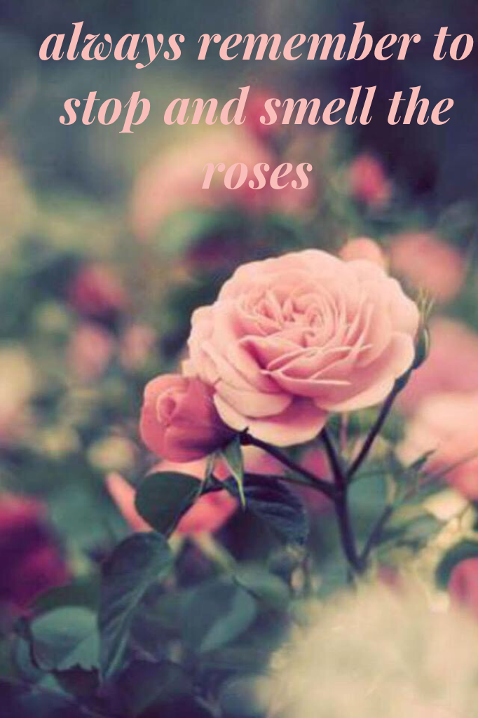 always remember to stop and smell the roses 
