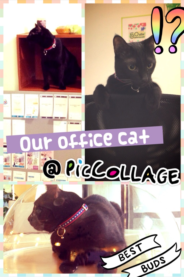 Obama the cat in Pic Collage office :)