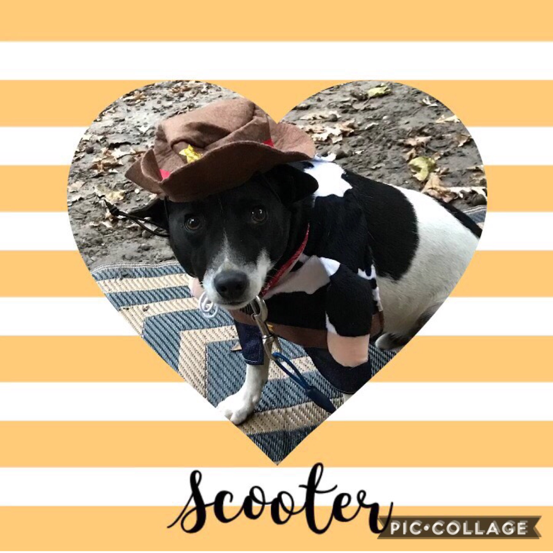 This is my dog and yes his name is Scooter 