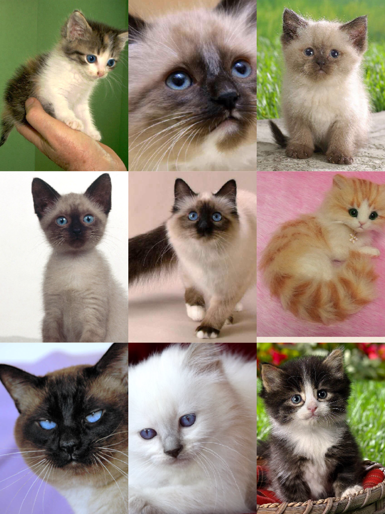 So many cute kittens