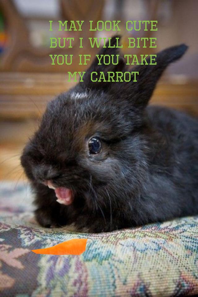 I may look cute but I will bite you if you take my carrot