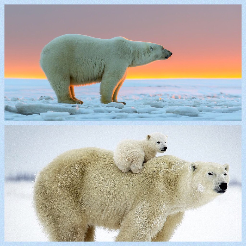Go follow polar_bear-100
