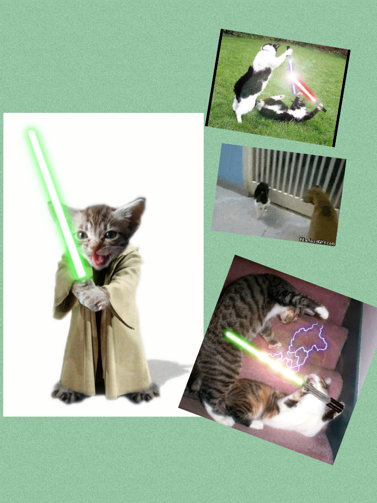 Jedi cats 