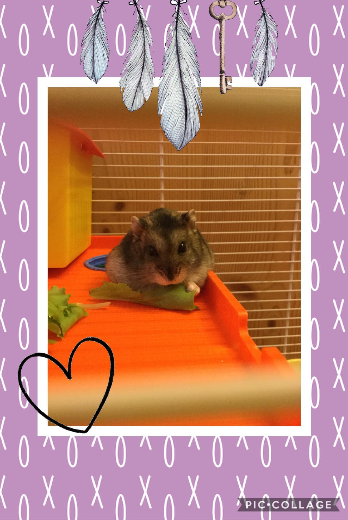 My hamster 🥰🥰 His name is Otto💚