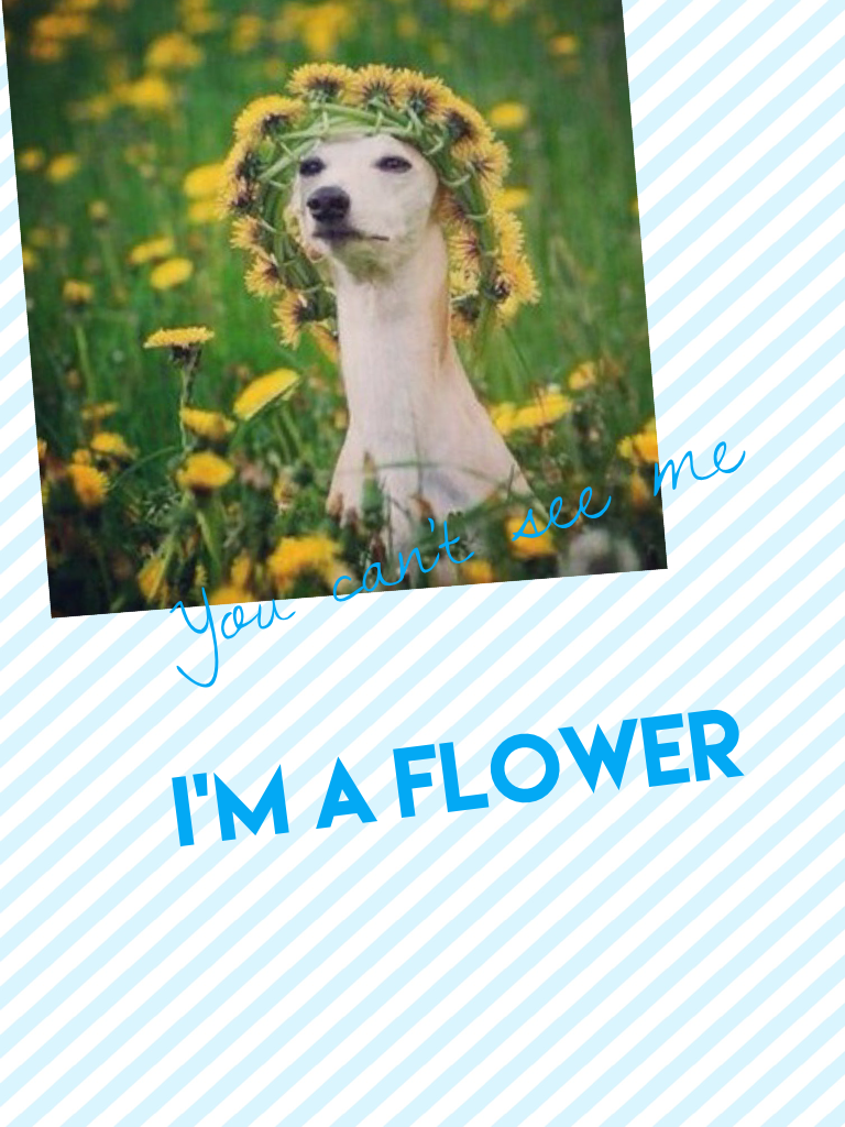 I'm a flower