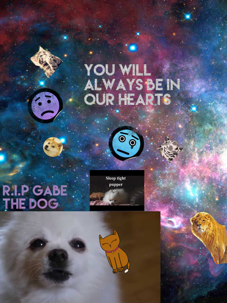 R.I.P Gabe the dog, you will always be in our hearts.