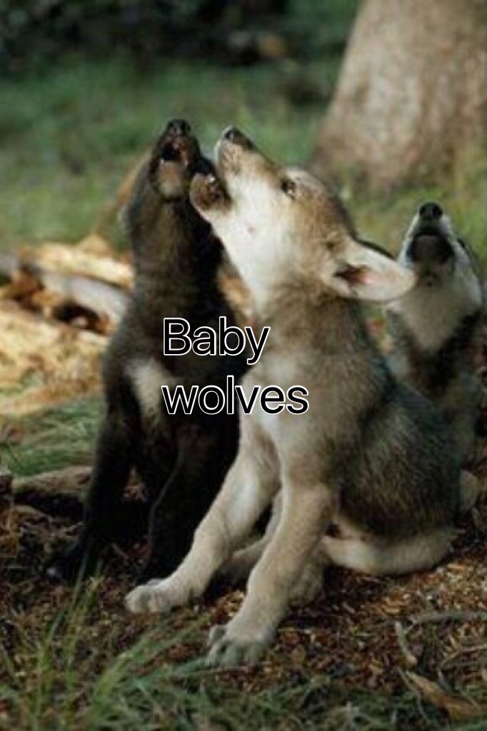 Baby wolves 