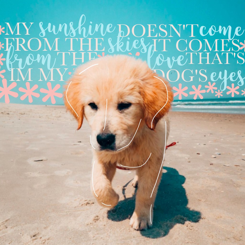 *tappy!*
Edit of my Favourite golden retriever, HANALEI!!! Eva's dog is so cute HAHA let me know what you think :))

xoxo, claireeee