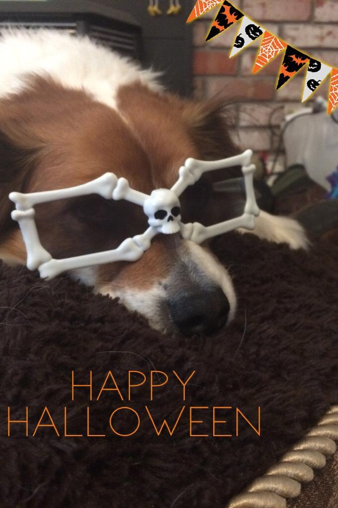 Happy Halloween 🎃(My doggy 💕)