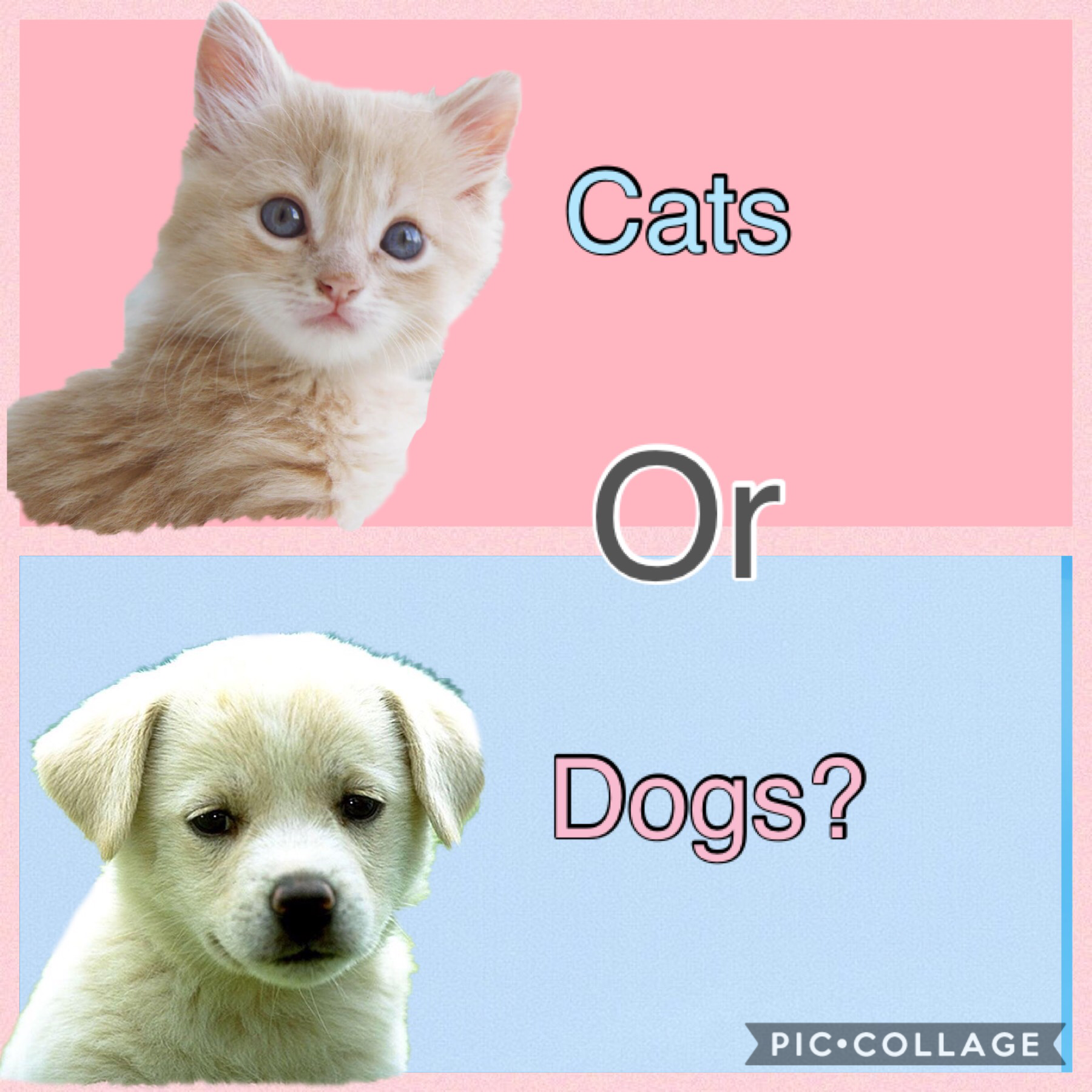 Cats or dogs? Tell me your preFURence in the comments! Sry bought my bad jokes... For me it's cats!