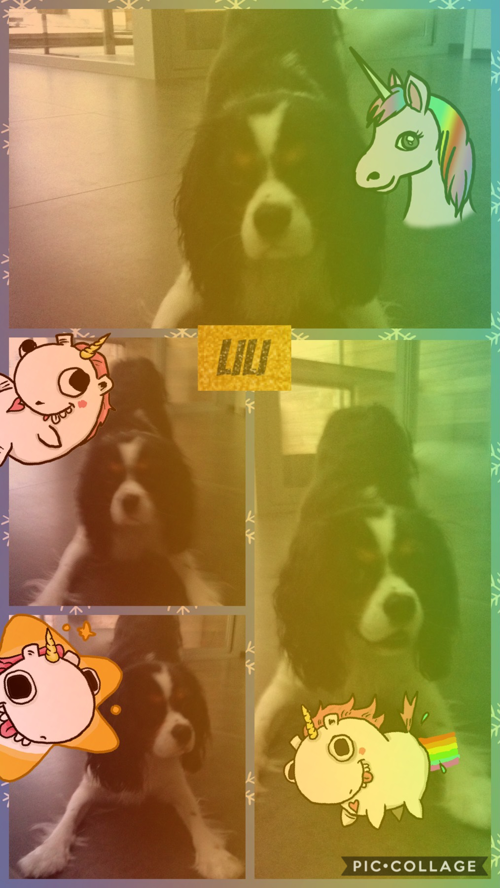 My cute dog Lili
       Love you Lili
