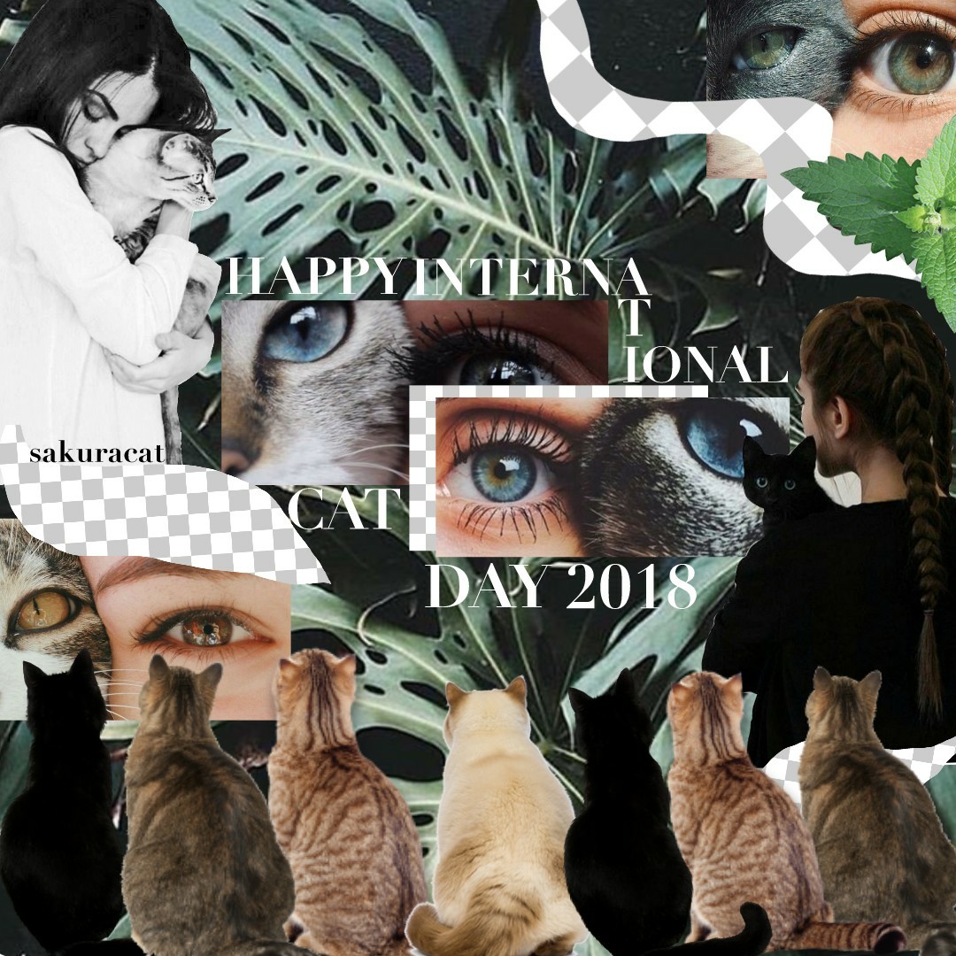 tap 🐈 
 
Happy Belated International Cat Day! I wanted to make a cat collage that day but I didn't have time, so I made it today. *sad* I don't have a cat...and I desperately want one. So if you own a cat and it goes missing, I probably kidnapped it😏