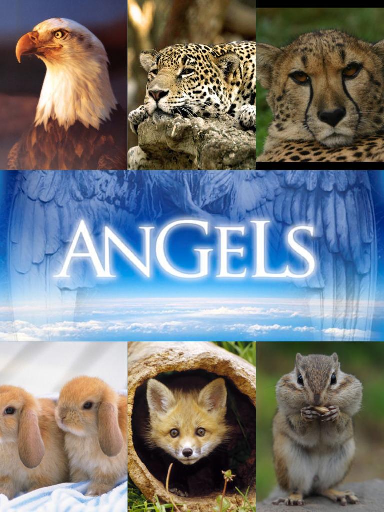 These animals are angels 👼 and awesome 
