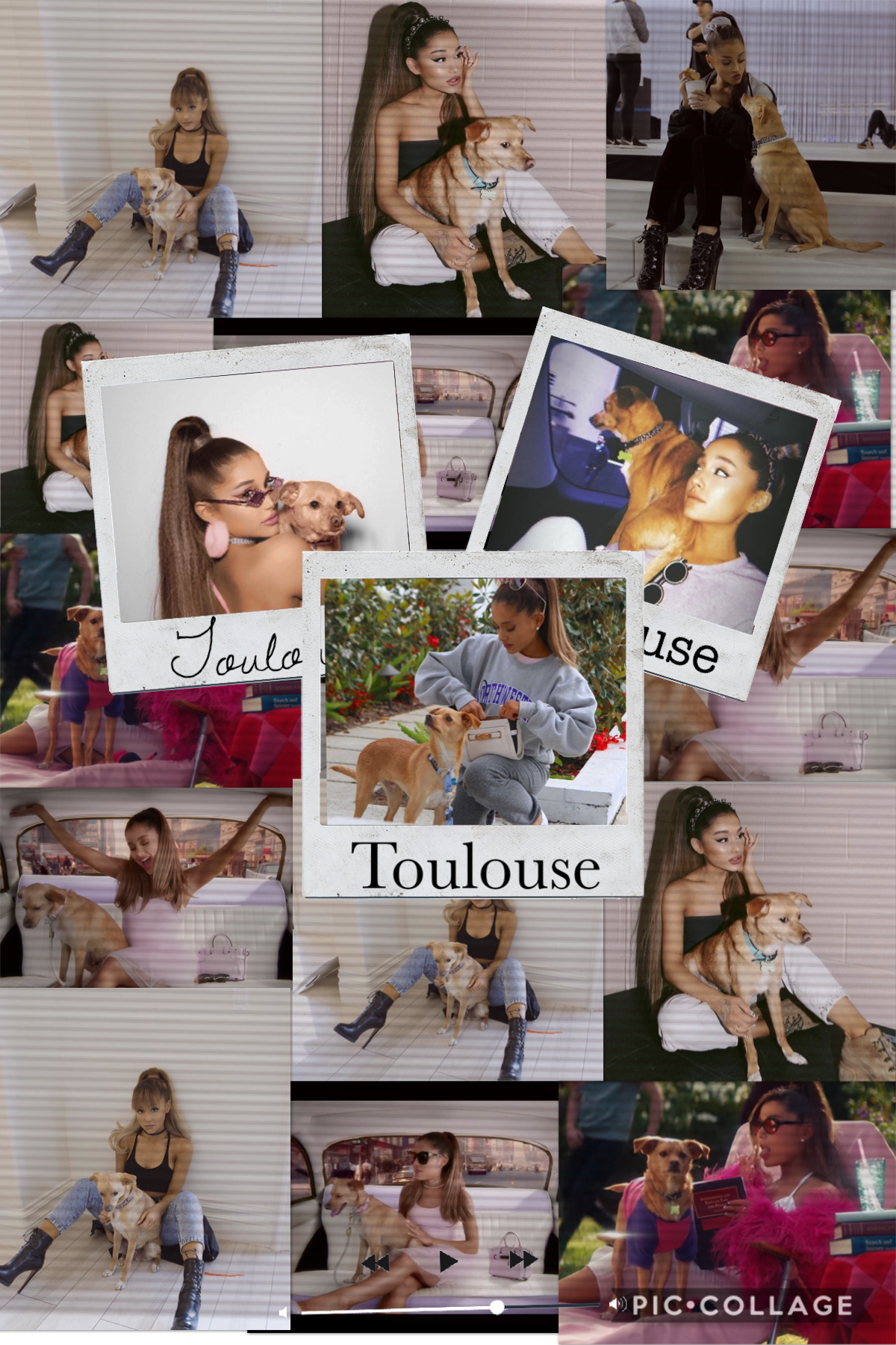 🐶 Toulouse 🐶