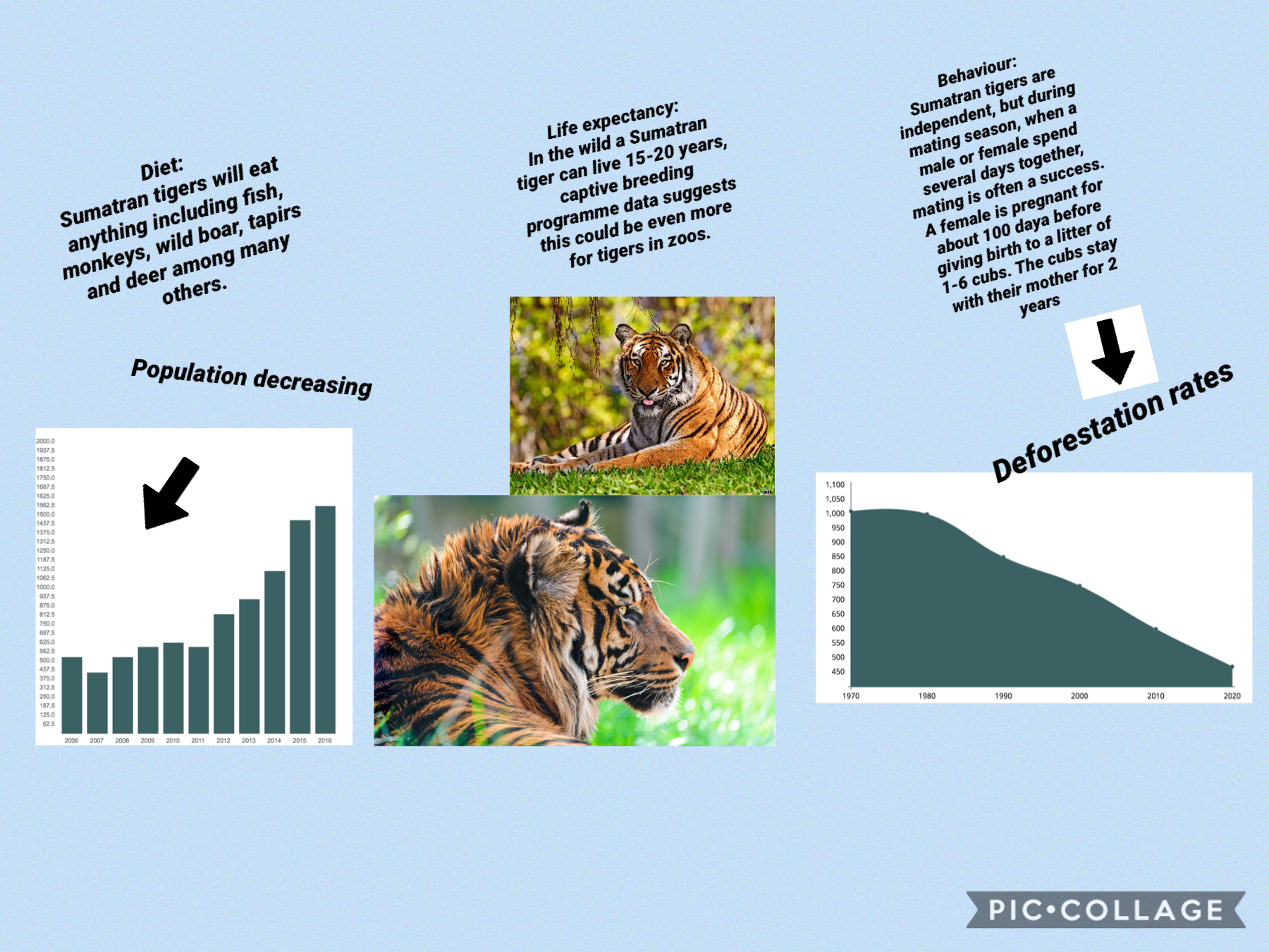 Sumatran tiger brochure 