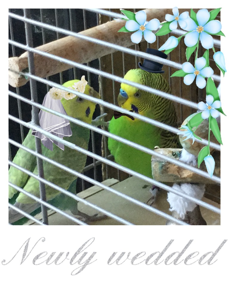 Newly wedded parakeets! 